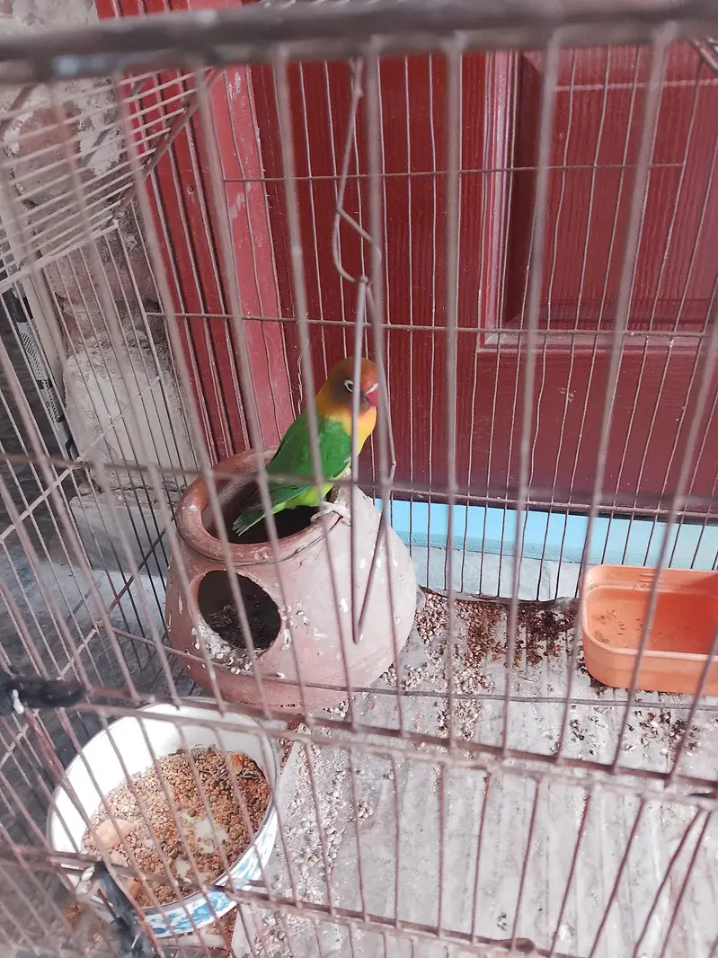 colorful lovebird — photo 4