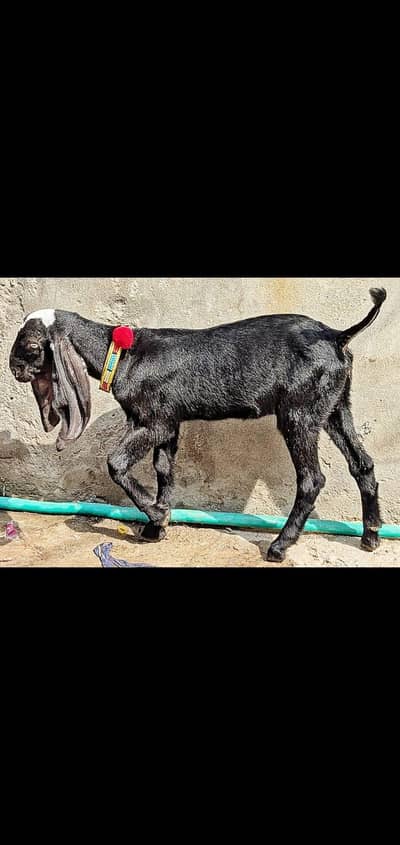 Amratsar Beetal Female kid