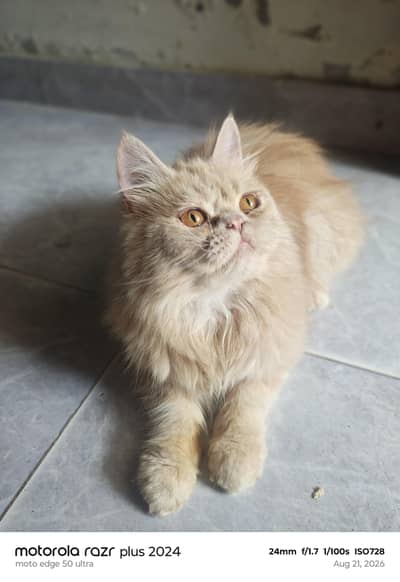 High Quality Punch Face Tripal Coat Kitten