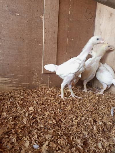 white o shamo chick for sell 03259487092