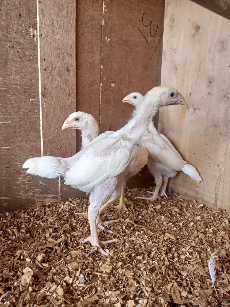 white o shamo chick for sell 03259487092 — photo 2