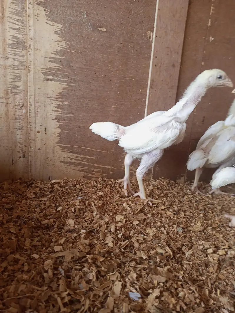 white o shamo chick for sell 03259487092 — photo 3