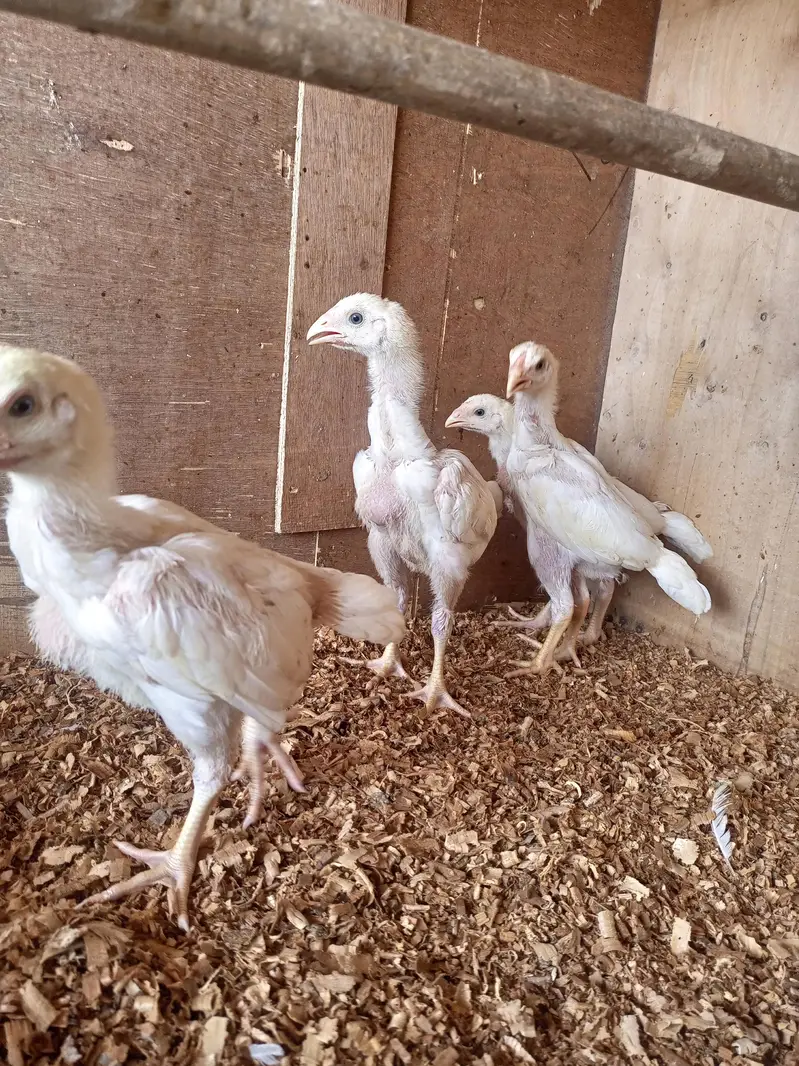 white o shamo chick for sell 03259487092 — photo 4
