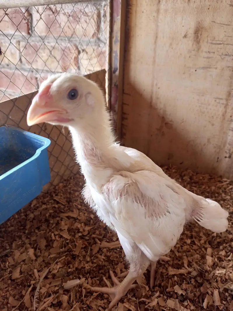 white o shamo chick for sell 03259487092 — photo 5