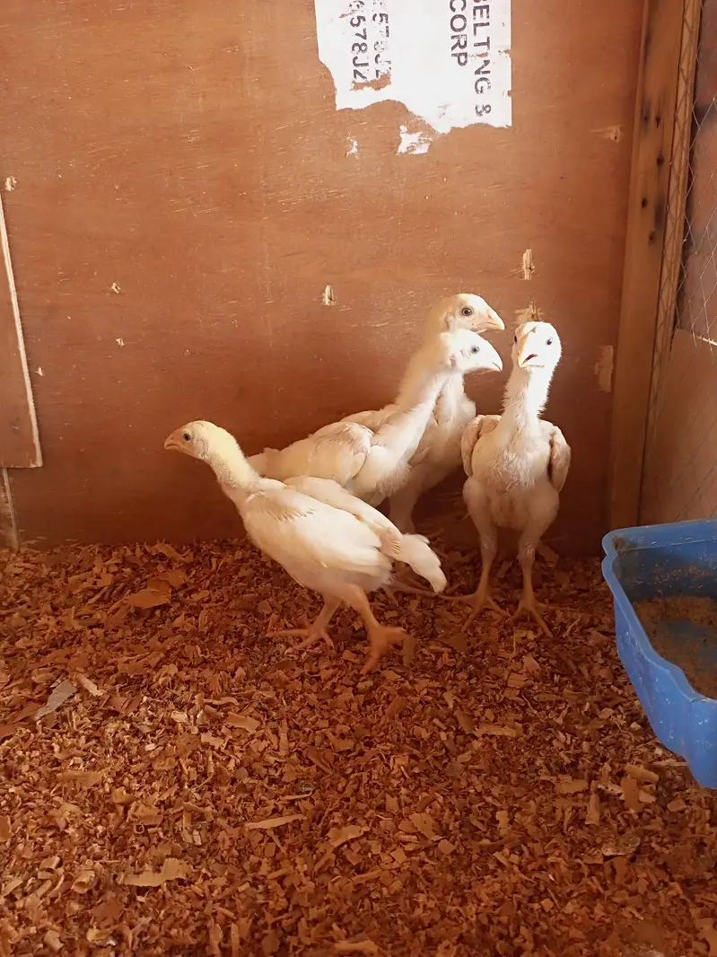white o shamo chick for sell 03259487092 — photo 6