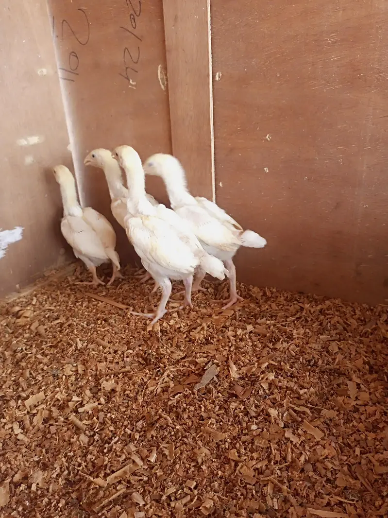white o shamo chick for sell 03259487092 — photo 7