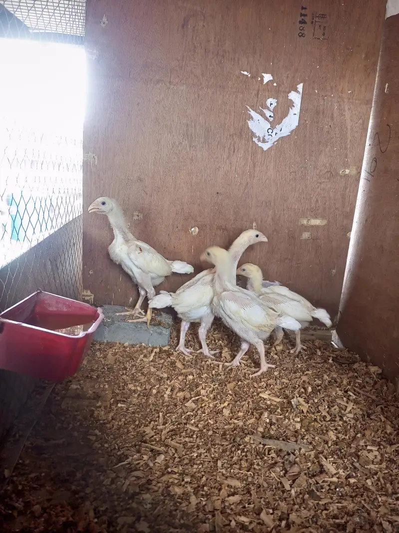 white o shamo chick for sell 03259487092 — photo 8