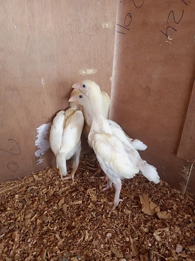 white o shamo chick for sell 03259487092 — photo 9