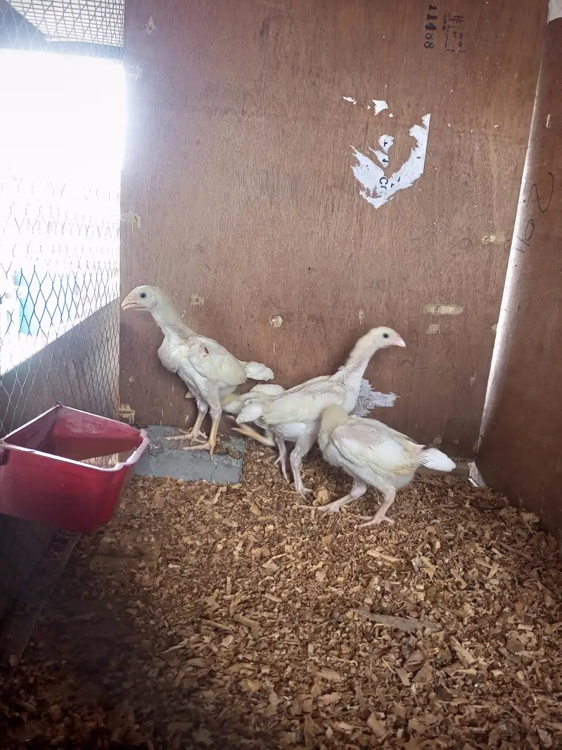 white o shamo chick for sell 03259487092 — photo 10