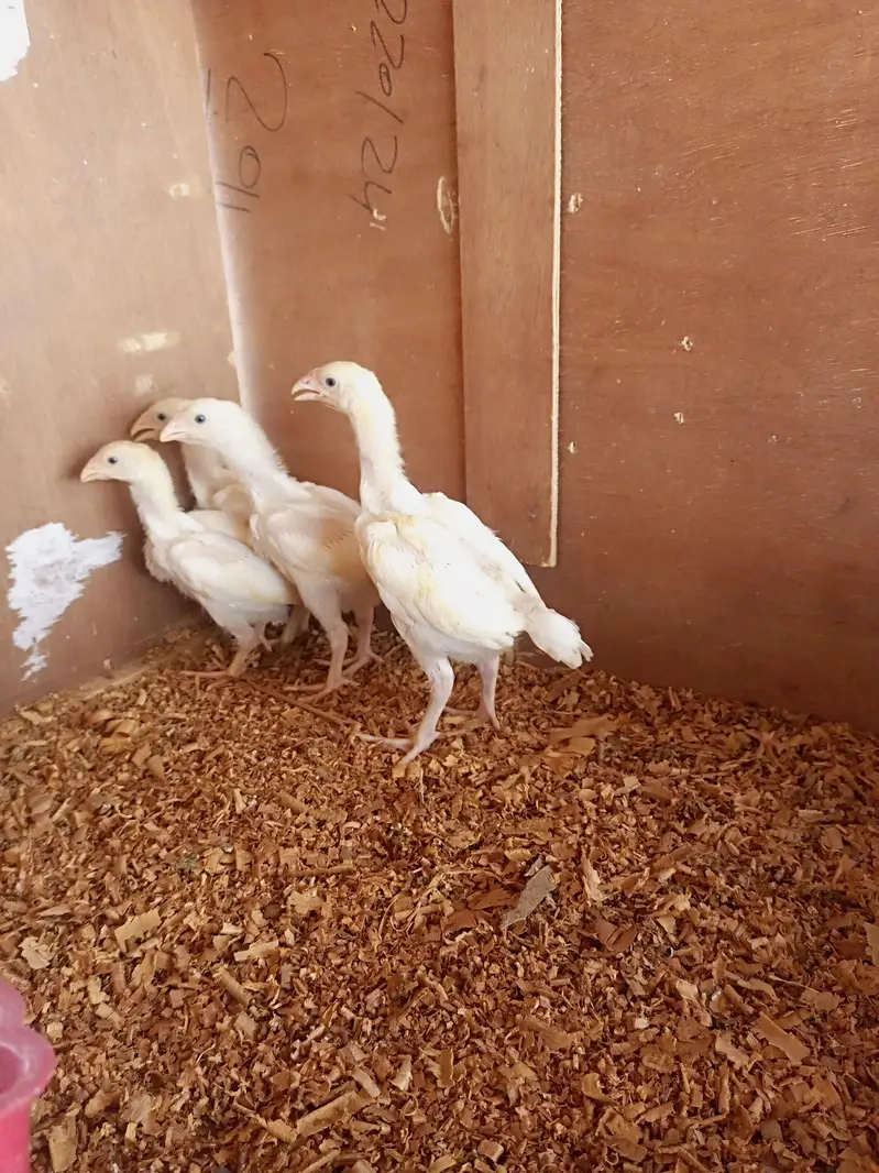 white o shamo chick for sell 03259487092 — photo 11