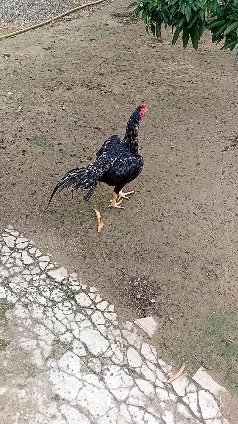 Mushka 4