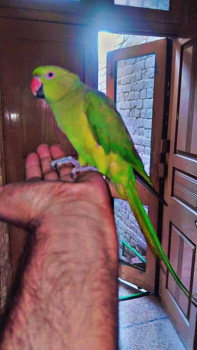 female parrot for sale
