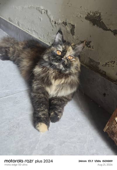 Persian Female Cat For Sale Tripal Coat