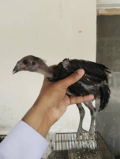 3 aseel dargon