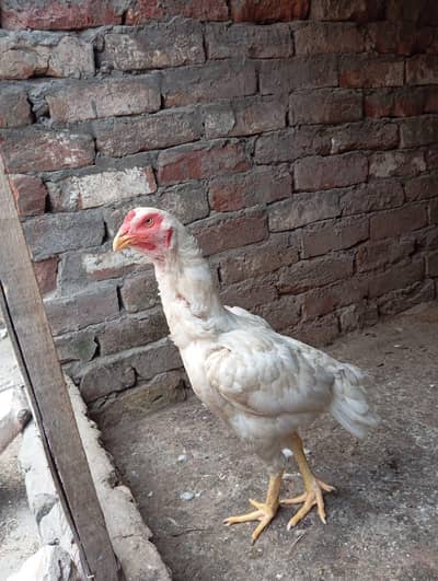 2 Heera aseel murgia for sale