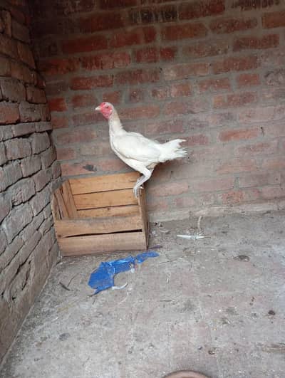 Heera aseel murgi for sale