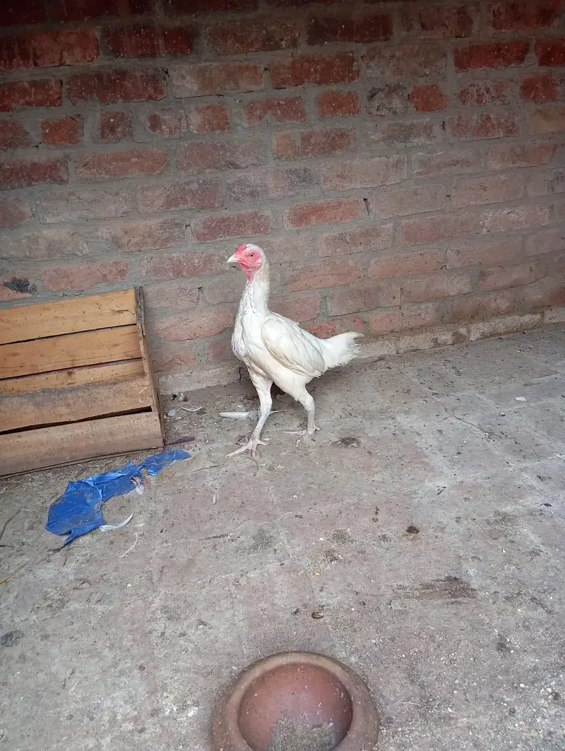 2 Heera aseel murgia for sale — photo 3