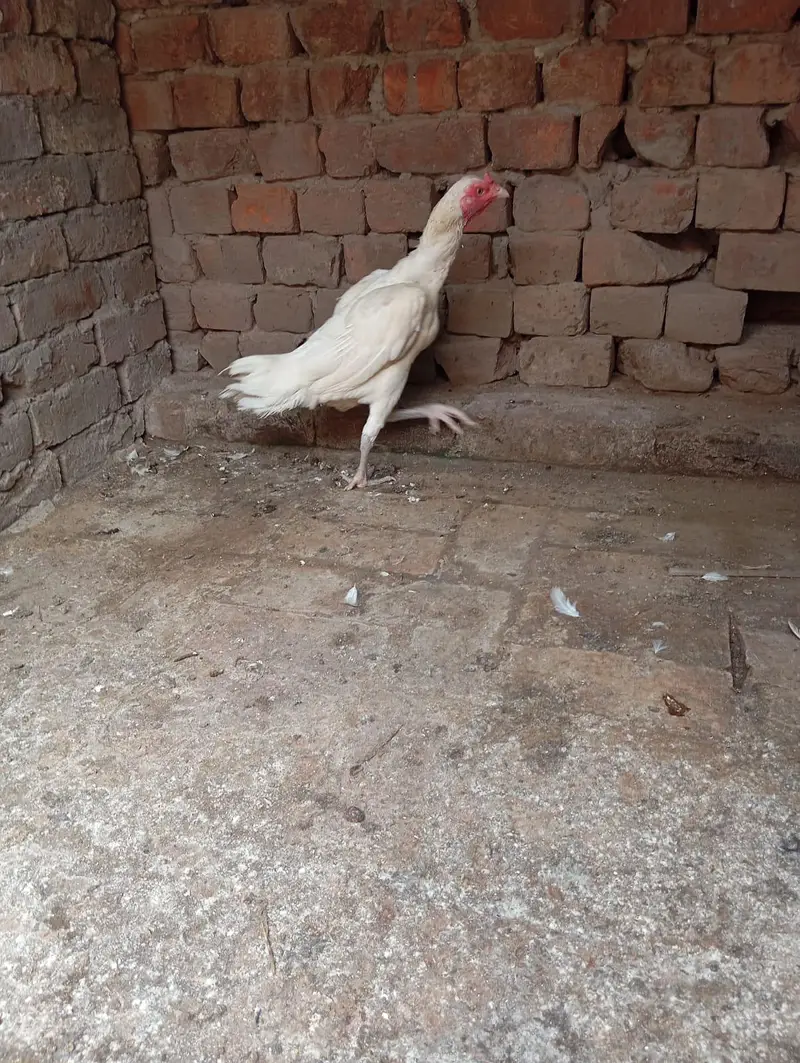 2 Heera aseel murgia for sale — photo 4