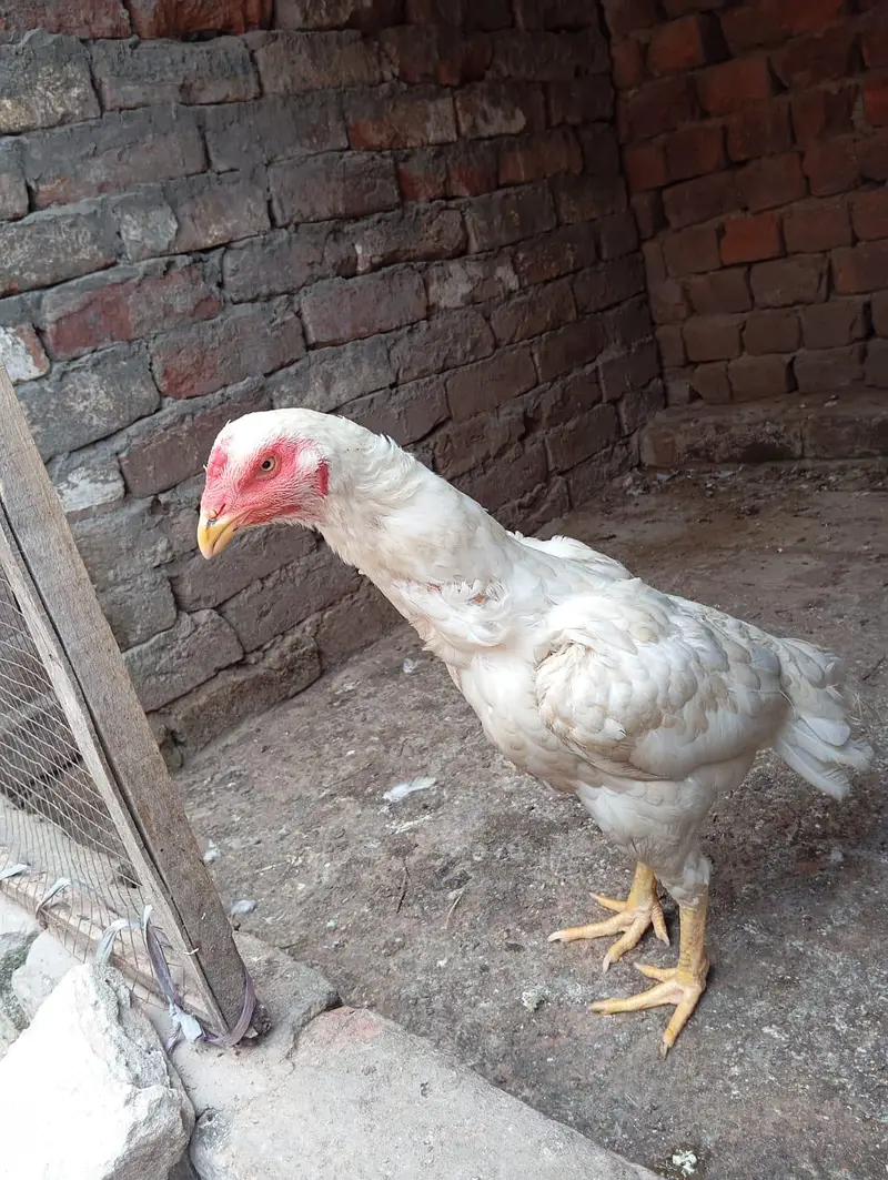 2 Heera aseel murgia for sale — photo 5