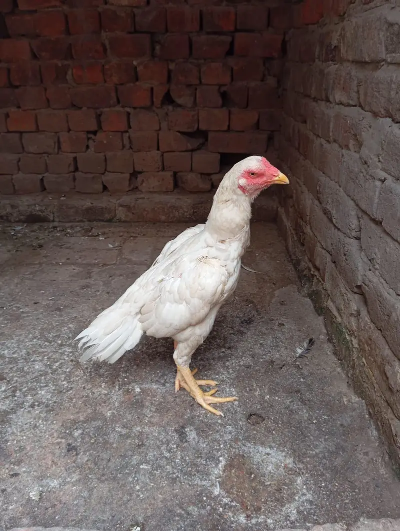 2 Heera aseel murgia for sale — photo 6