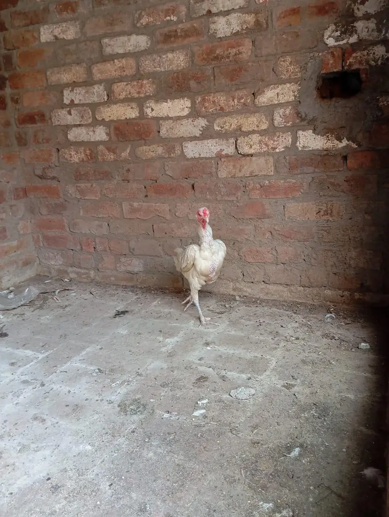 2 Heera aseel murgia for sale — photo 7