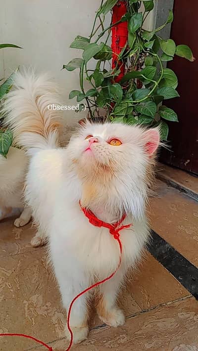 Persian male