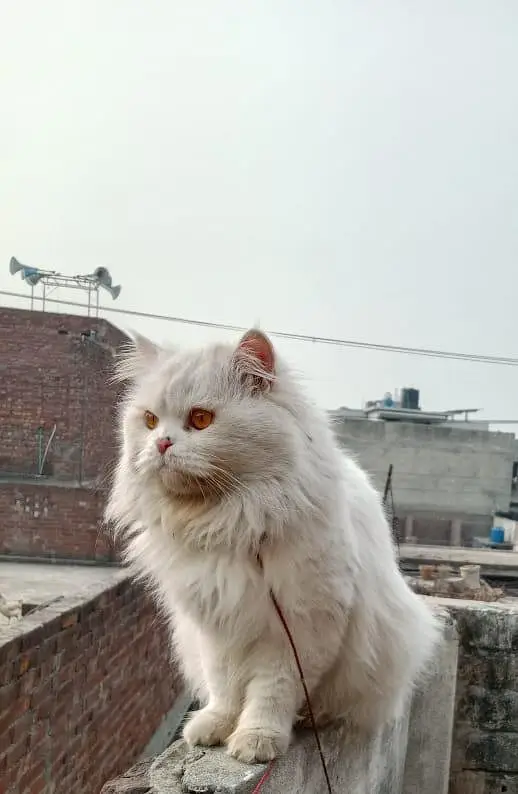 Persian male — photo 2
