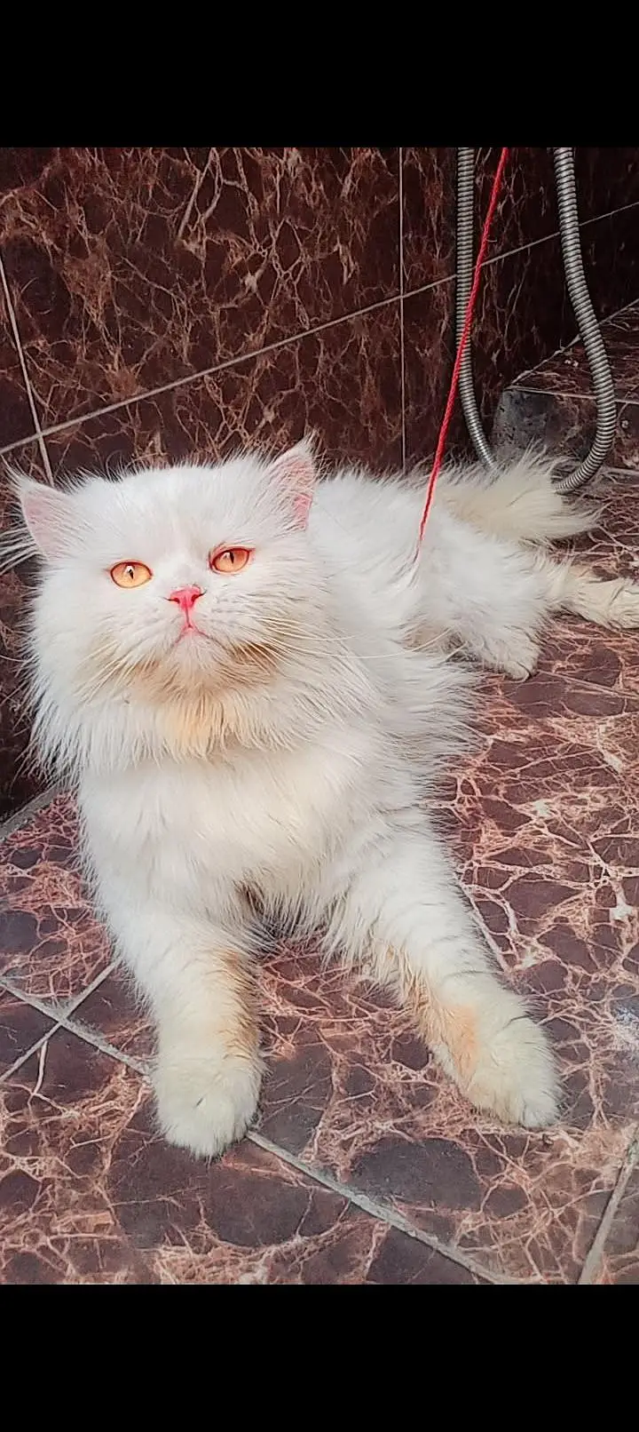 Persian male — photo 3