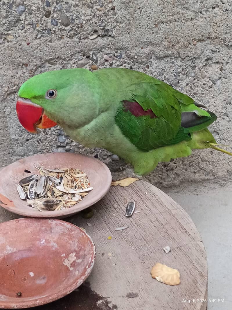 raw parrot 0
