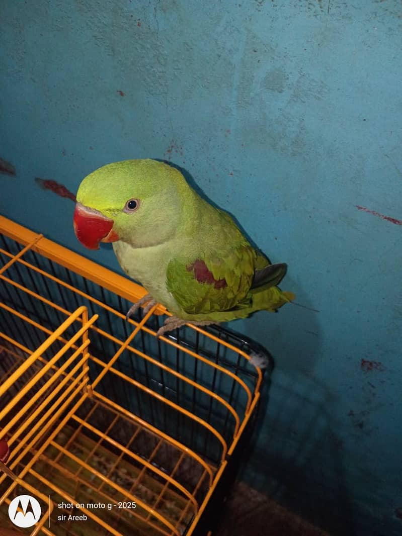 raw parrot 2