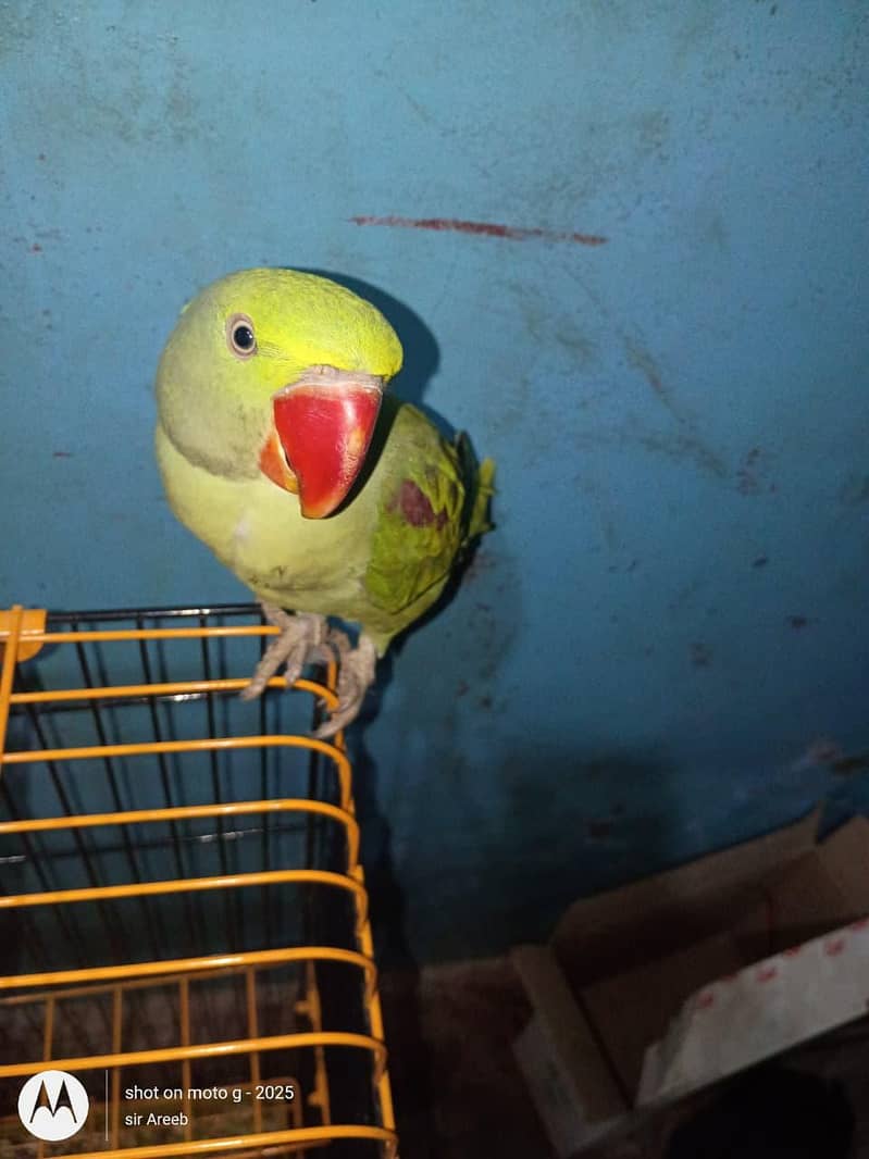 raw parrot 3