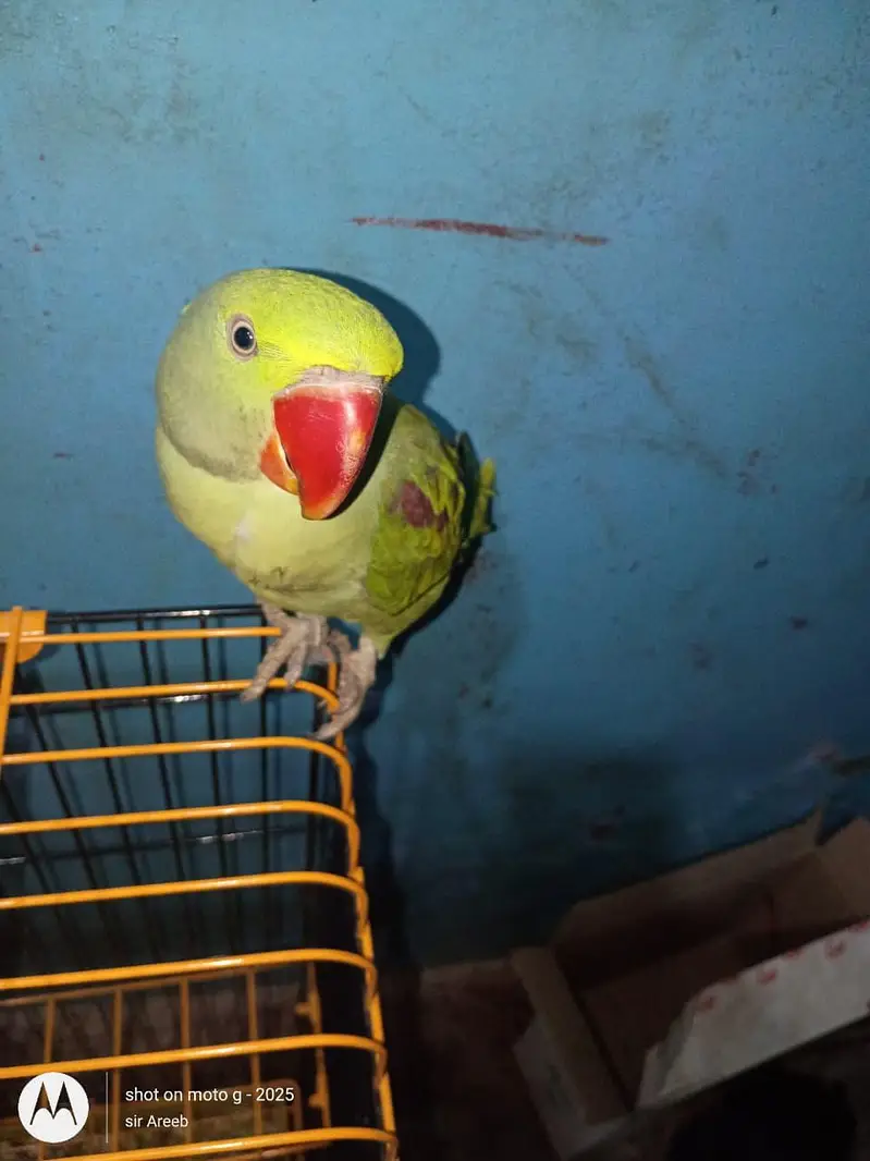 raw parrot — photo 4