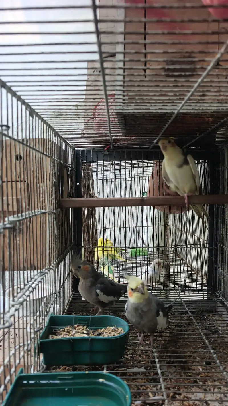 cockatiels pair Age 1year +  ready for first Breed — photo 2