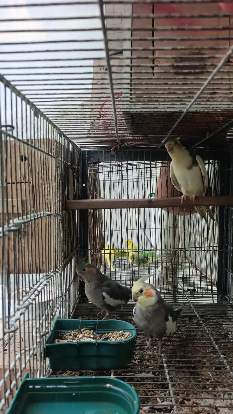 cockatiels pair Age 1year +  ready for first Breed — photo 3