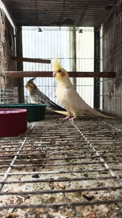 cockatiels pair Age 1year +  ready for first Breed
