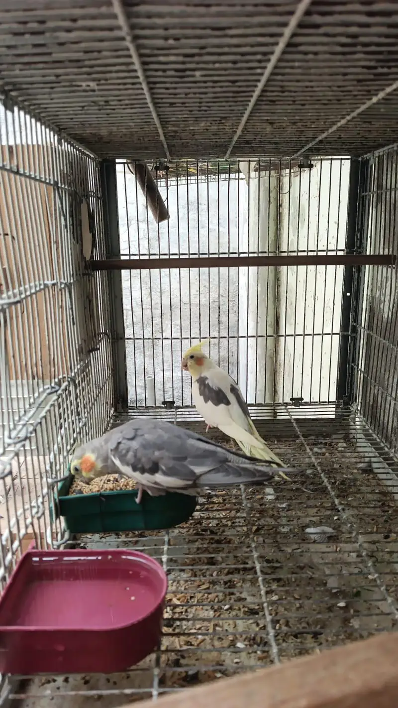 cockatiels pair Age 1year +  ready for first Breed — photo 4