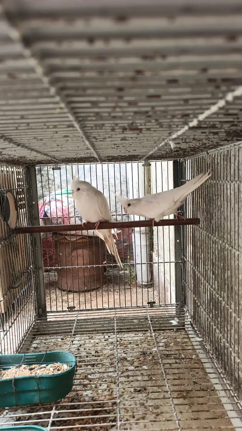 cockatiels pair Age 1year +  ready for first Breed — photo 5
