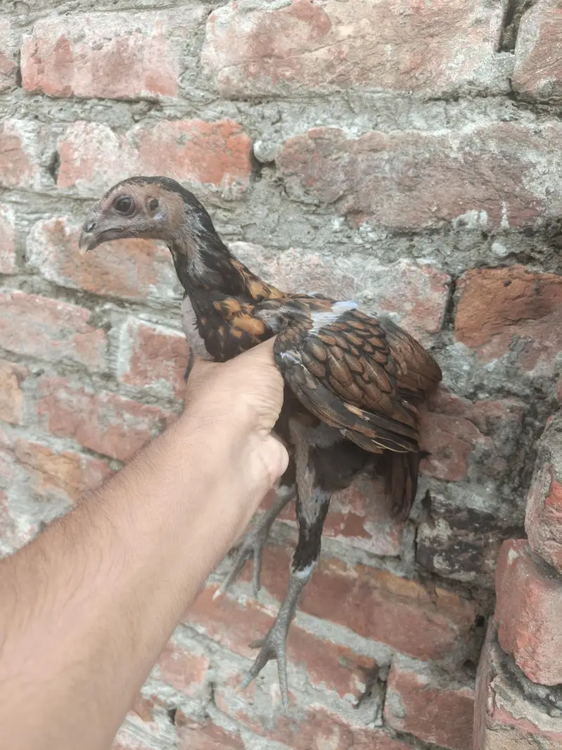 Dragon Aseel — photo 4