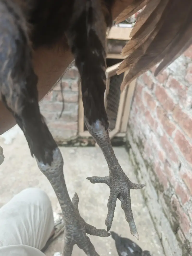 Dragon Aseel — photo 8
