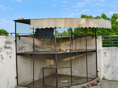 Large metal bird cage
