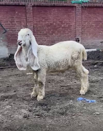 Kajla Male kid