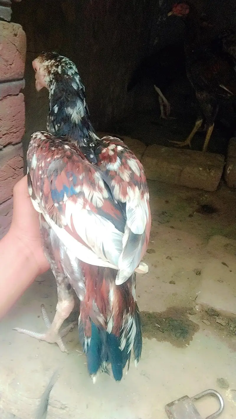 aseel mianwali — photo 2