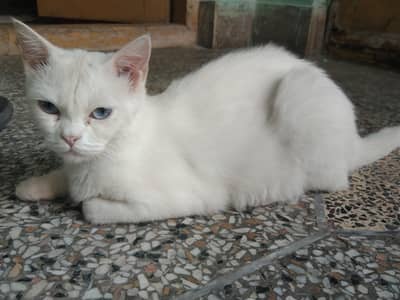 beautiful cats