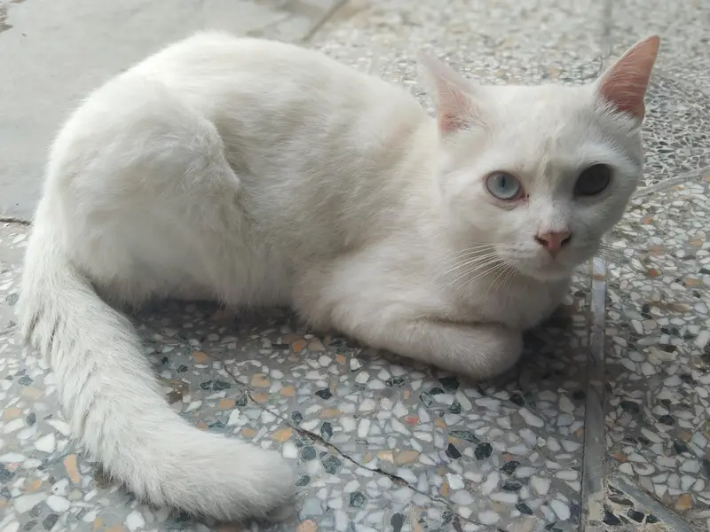 beautiful cats — photo 2