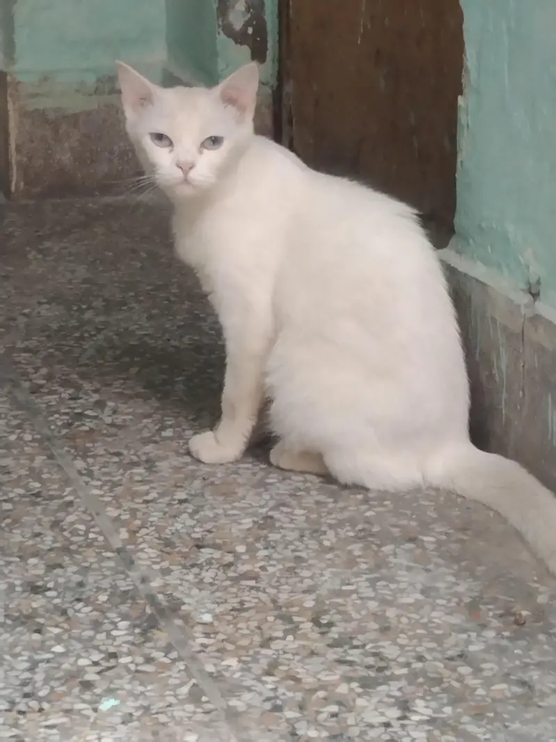 beautiful cats — photo 3