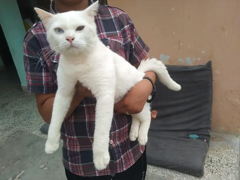 beautiful cats — photo 4