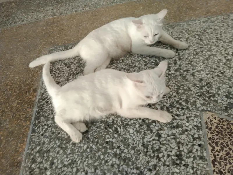 beautiful cats — photo 5