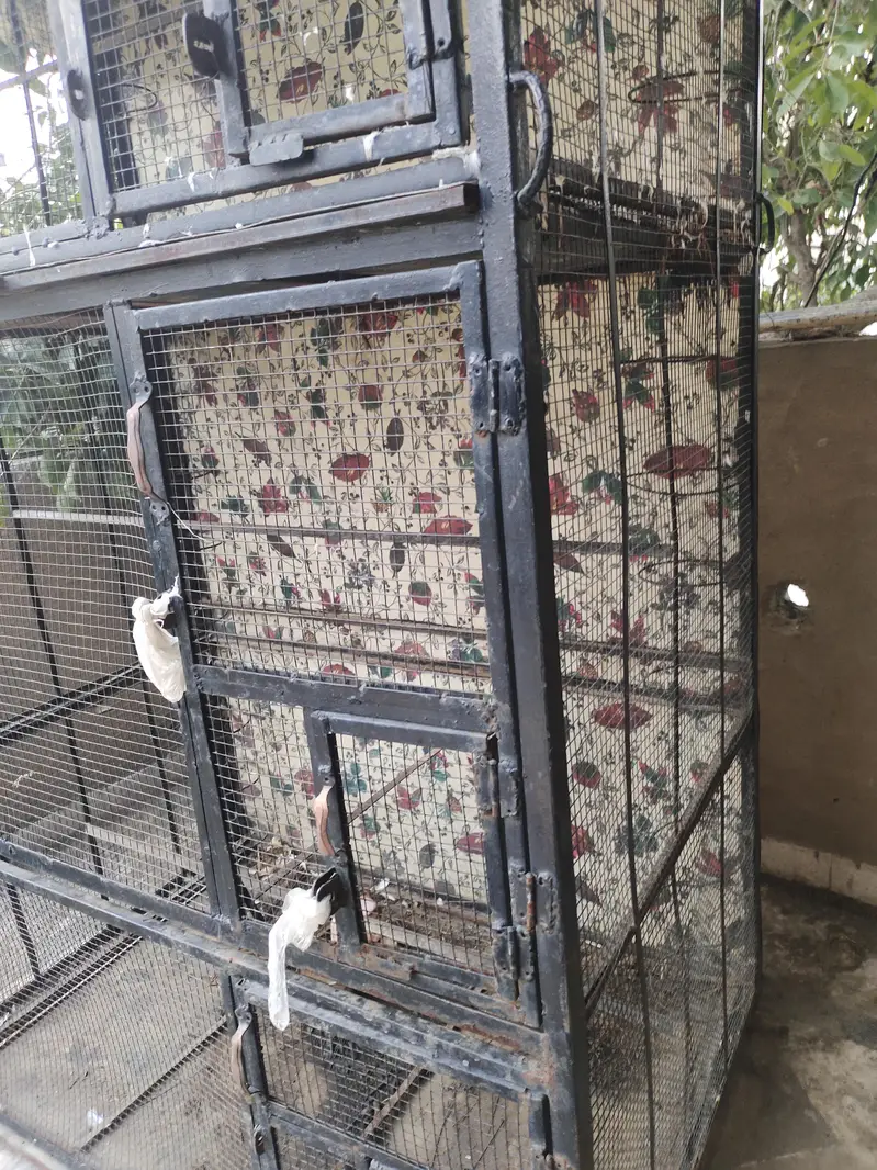 Birds Cage — photo 3