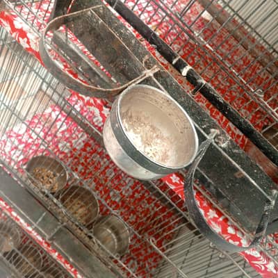 4 portions birds cage