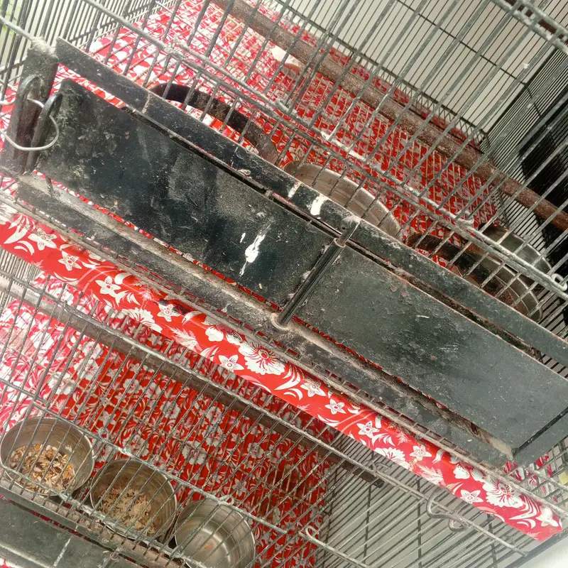 4 portions birds cage — photo 2
